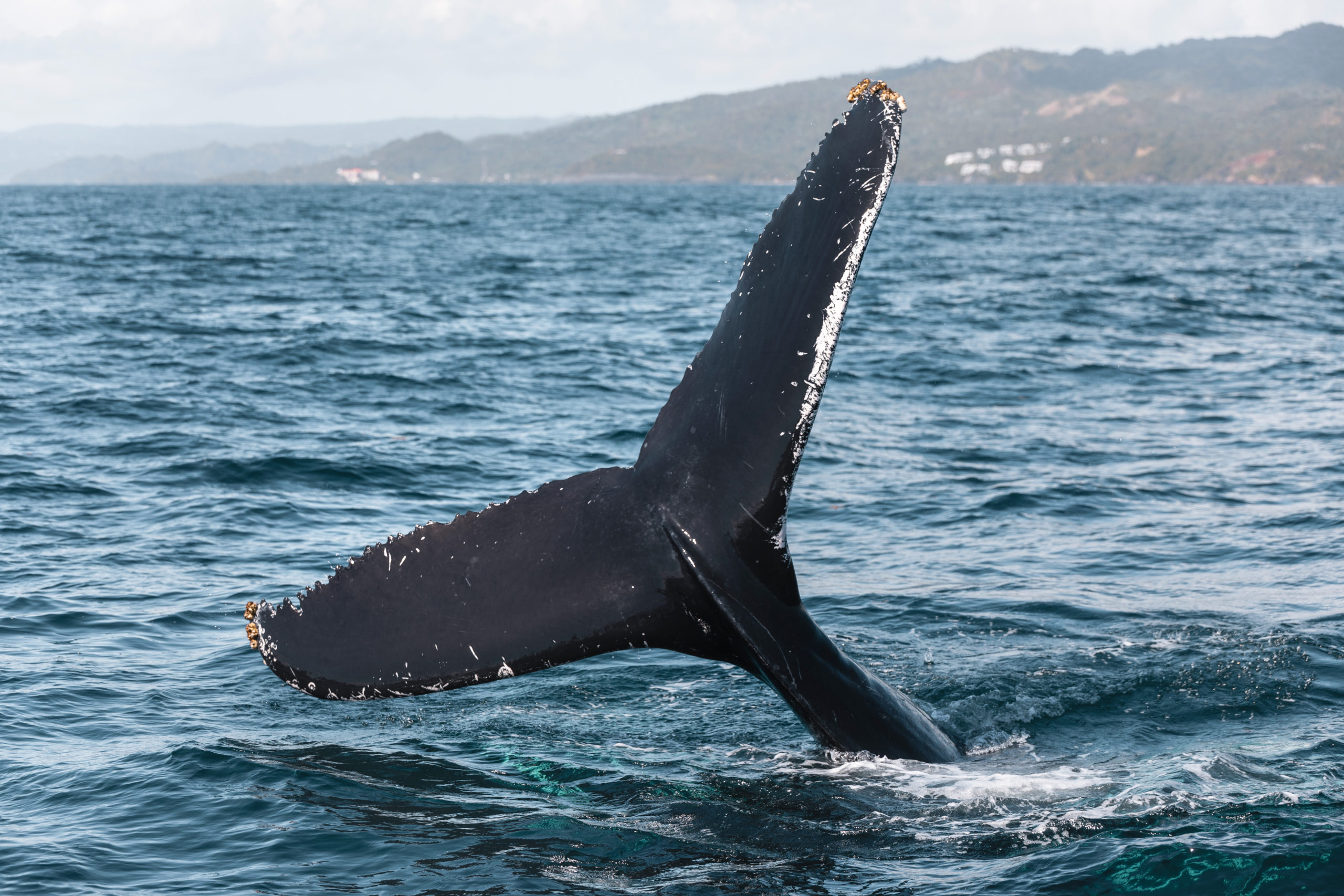 Voir les baleines en République Dominicaine