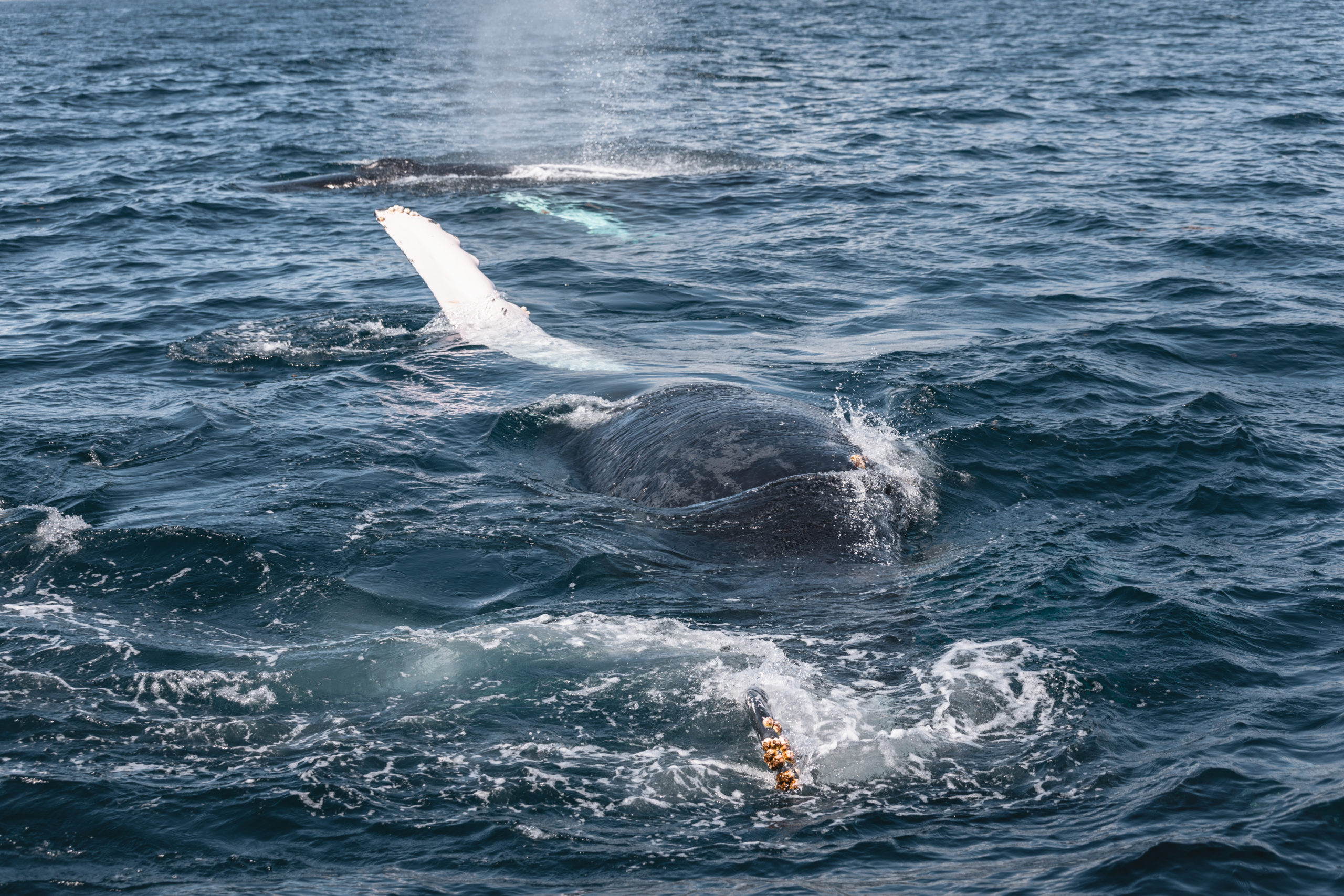 Voir les baleines à Samaná en République Dominicaine