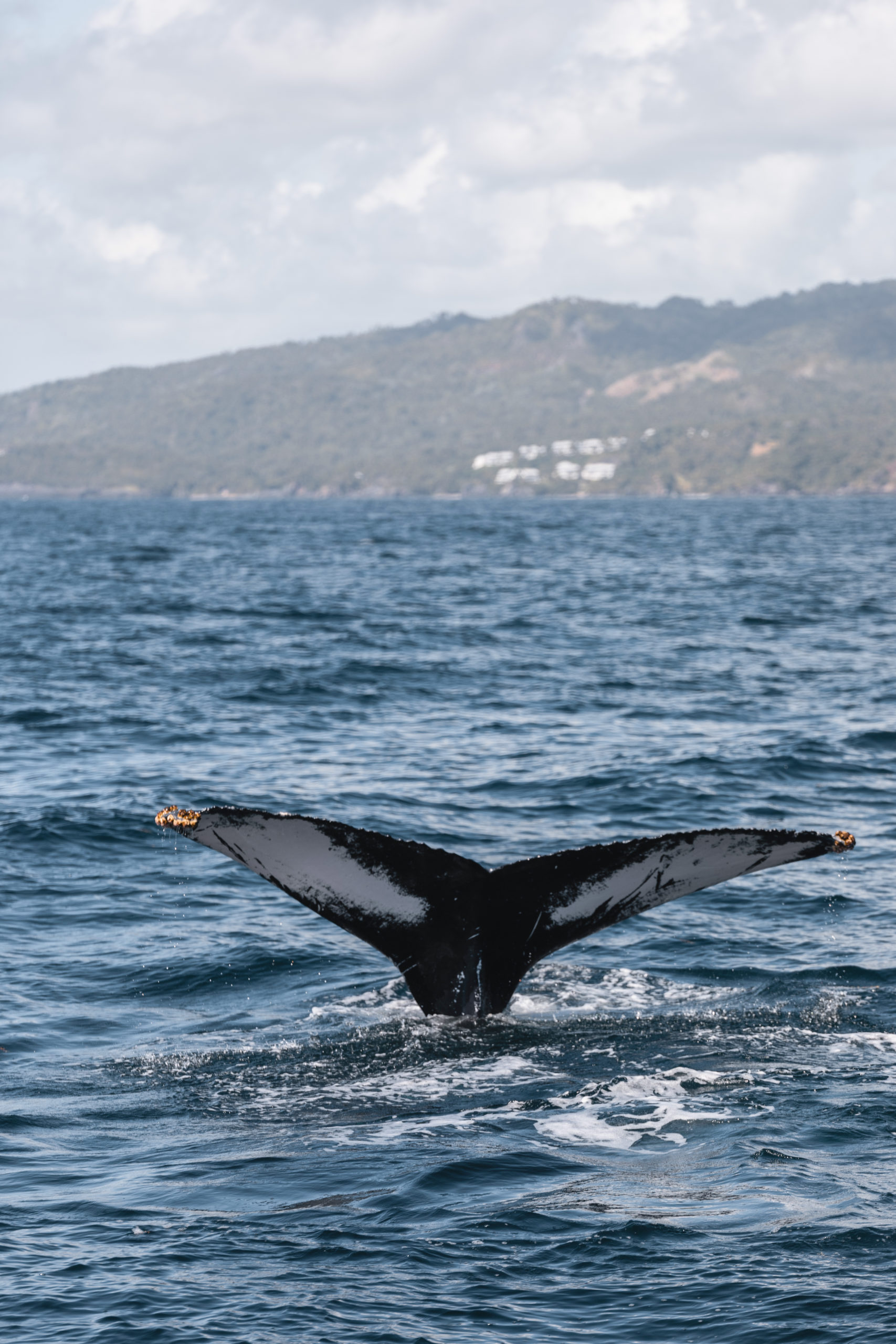 Voir les baleines à Samaná