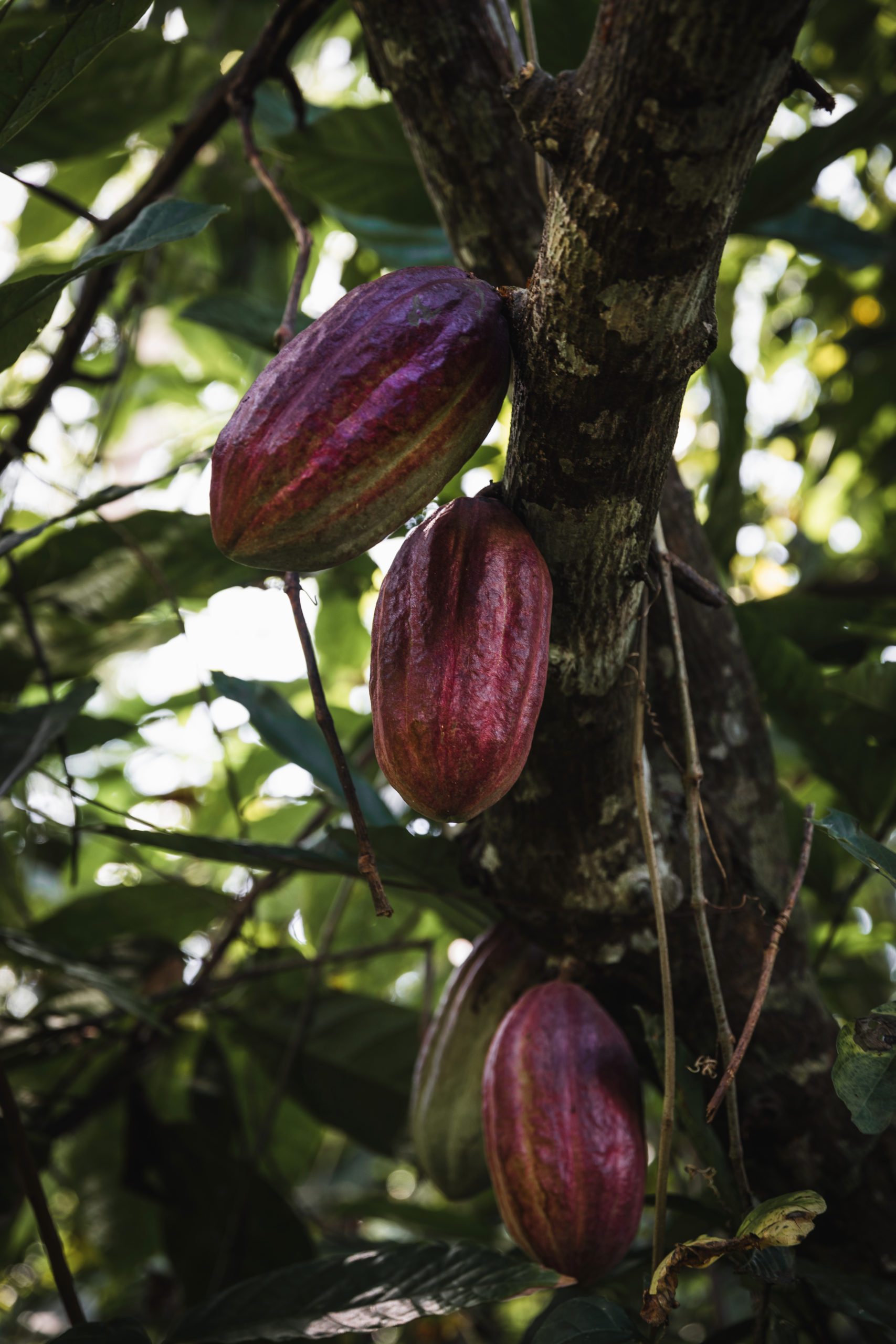 Cacao République Dominicaine